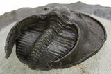 Harpid (Scotoharpes) Trilobite Fossil - Boudib, Morocco #328637-5